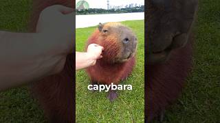 Capybaras LOVE This  Animal Facts [upl. by Hameean]