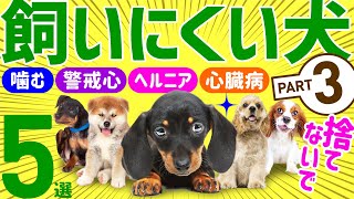 【本当は飼いにくい人気犬種💚Part3】飼育放棄をなくすために [upl. by Adnalor628]