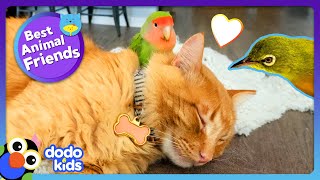 Absurd Birds Have The Strangest Best Friends  Dodo Kids  Best Animal Friends [upl. by Barbra]