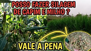 como fazer silagem de Brs capiaçu e milho em sacos plásticos reaproveitados silagem mista [upl. by Mellisa]