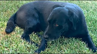 Shadow Trying to Eat Flying Insects dog doglover doglovers dogs labrador funnydog [upl. by Pratte]