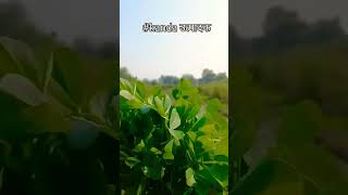 shetkari viral short song man ranat gel g shetkariattitude kisan nature farming kanda 🧅💯🌾🤩😇 [upl. by Kurzawa586]