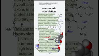 Vasopressin stimulation [upl. by Firooc833]