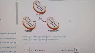 Bénéfice longévité de la mélatonine via les mitochondries part 1 de 2 [upl. by Mordecai]