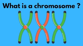 What is a chromosome [upl. by Senilec]