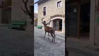 Civitella Alfedena  Abruzzo [upl. by Nodnelg]