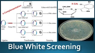 Blue White Screening  The Alpha Complementation [upl. by Odnalor838]