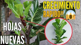 FICUS LYRATA Pandurata🌱🌿 Secreto para que tus hojas crezcan saludables y hermosas [upl. by Ylecara]