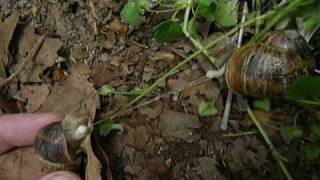 Snails Mating  Helix aspersa Reproduction [upl. by Nylidnam]