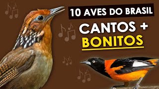 As 10 AVES com CANTOS MAIS BONITOS DO BRASIL  Pássaros brasileiros com cantos maravilhosos [upl. by Landis]