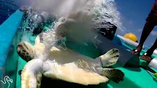 Turtle Caught In Net Swims Up To Boaters For Help [upl. by Ylak]