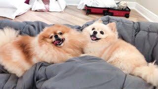 Pomeranians Fighting Over Silly Stuffs  Cute amp Funny Dogs Playing [upl. by Cohligan]