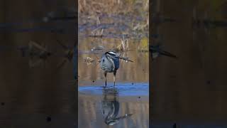 Great Blue Heron Eats a Fish from the Cold Erie Canal birds greatblueheron shorts birding [upl. by Oinotnas780]