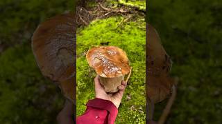 Comment identifier le cèpe de Bordeaux  🍄‍🟫champignon champignons cepes cepe foret [upl. by Oicor]