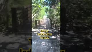 Peck Lake Park trail to Indian River Lagoon indianriverlagoon shorts pecklake [upl. by Svoboda]