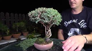 Shohine Cypress bonsai tree for beginners and crab apple landscape in lava rock [upl. by Ahsikyw]