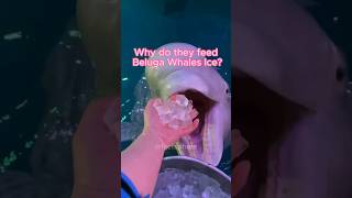 Why Do They Feed Beluga Whales Ice shorts [upl. by Dearr171]