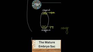 Mature Embryo Sac  Class 12th  NCERT  Important Diagrams Series 04  biologyclass12 ncert [upl. by Eivad888]