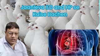 Jaanleva Interstitial Lung Disease ILD and Hypersensitive Pneumonitis se Kaise Bachen pigeon HP [upl. by Lasser]