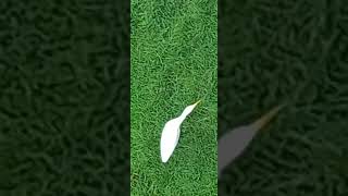 White coloured bird birds shortsvideo shorts [upl. by Daniyal]