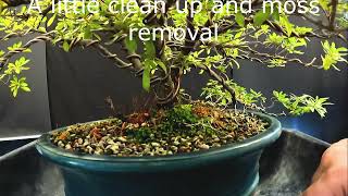 Azalea Bonsai A few Secrets  Episode 32 [upl. by Lluj164]