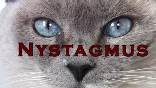 Cat’s eyes quiver and shake – Nystagmus  Blue Point Siamese [upl. by Pena]