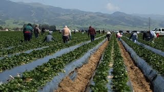 Farmers workers fearful of Trump immigration crackdown [upl. by Inaffyt487]