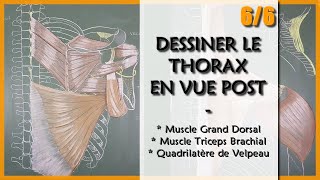 ANATOMIE  LE THORAX EN VUE POST  6 Muscles grand dorsal et Triceps Brachial [upl. by Hinch15]