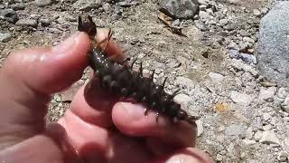 Carnada para pescar Sabaletas es llamado indio viejo cigarro dobsonfly larvae o hellgrammites [upl. by Quinn]