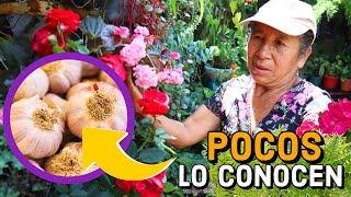 APLICA este FUNGICIDA y Insecticida CASERO con AJO para que tus PLANTAS nunca más tengan PLAGAS [upl. by Burnside775]