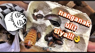 Magparami pa kayo😁 Madagascar hissing cockroach colony [upl. by Assin]