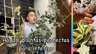 Hoyas plantas perfectas para interior  🌿Algo de mi colección🌿 [upl. by Gregoor649]