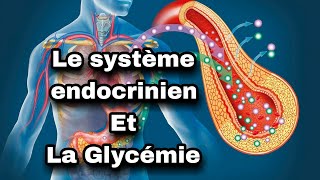 le système endocrinien  lintervention du système endocrinien dans la régulation de la glycémie [upl. by Radborne]