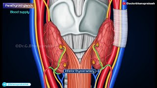 Parathyroid Gland Gross Anatomy Animation Blood supply amp Nerve supply Histology amp Development [upl. by Beryl]