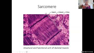 hbio9c sarcomere microanatomy 22 min [upl. by Hanikas]