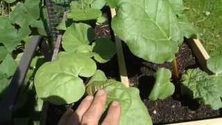 How to grow Rhubarb from Seed and Crowns or Divisions [upl. by Aldo471]