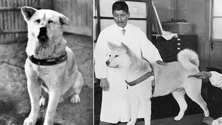 Hachiko  A True Story Of A Dogs Love For His Master Hindi [upl. by Luapleahcim]