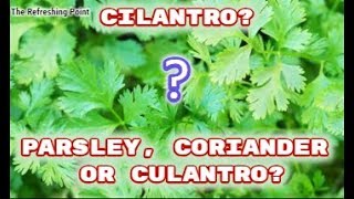 Difference Between Cilantro and Parsley Coriander Plus Culantro Not a Misspelling [upl. by Otrebire]