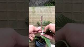 Amazing grafting plants gardening graft garden fruiting satisfying [upl. by Quackenbush]