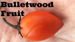 Bulletwood Review Mimusops elengiWeird Fruit Explorer Ep 138 [upl. by Tichon]