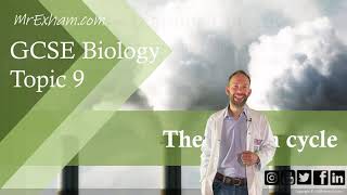 The Carbon Cycle  GCSE Biology 91  913 [upl. by Yerffoj370]