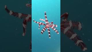 Feather Stars  Plants or Animals [upl. by Seni]