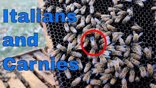 Italian Bees VS Carniolan Bees What we are doing and why I think [upl. by Anastasie458]