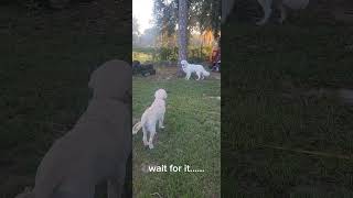 two gold retrievers face to face puppy funnyanimal goldenretriever comedy animalhumor laugh [upl. by Ybbil]