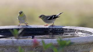 Goldfinches at the bird bath [upl. by Ennovi870]