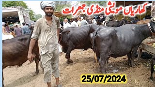 kharian maweshi mandi 25 jul 2024janwarmandi pkShazar Riaz official [upl. by Oos545]