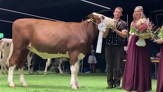 SFChampion Rinder Berner Junior Expo 2022 [upl. by Assillam]