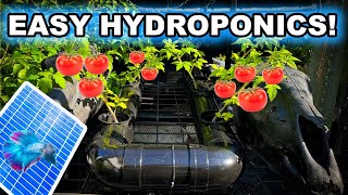 Maximise Your Tomato Growth Simple DIY Hydroponic Solar Upgrade [upl. by Romilda606]