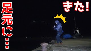 【離島】夜の防波堤で足元に潜むアイツが釣れて…嫁の誕生日祝い！ [upl. by Leopoldeen695]