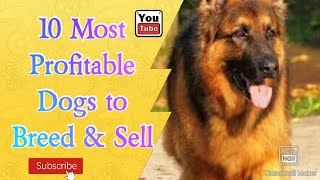 10 Most Profitable Dogs to Breed and Sell  Tovi Pogi [upl. by Neumark530]